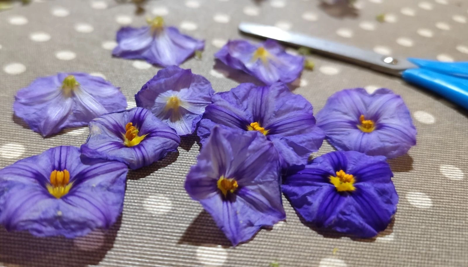 Natuurlijke Bloem Oorbellen – photo 15